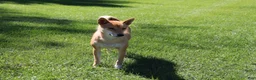 Shiba Inu dogs for sale: Teddy - Ad 6