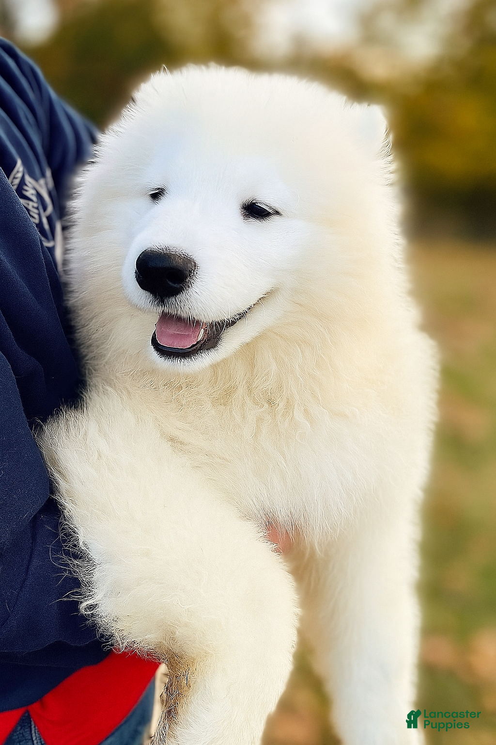 Samoyed dogs Calli - Ad 7
