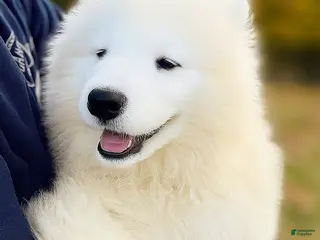 Samoyed dogs Calli - Ad 13