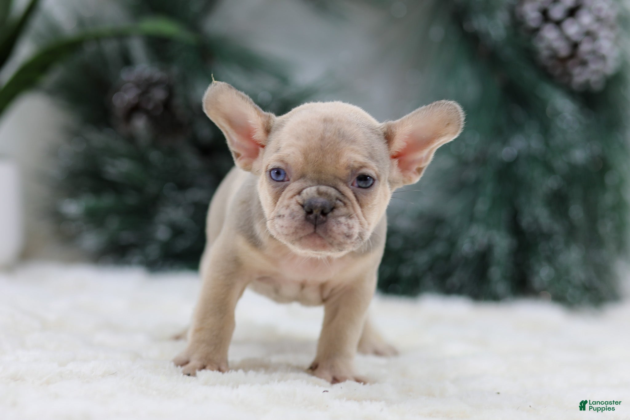 French Bulldog dogs Fargo - Ad 38
