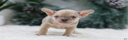 French Bulldog dogs for sale: Fargo - Ad 1