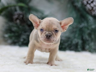 French Bulldog dogs Fargo - Ad 6