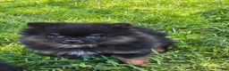 Pomeranian dogs for sale: Nano - Ad 4