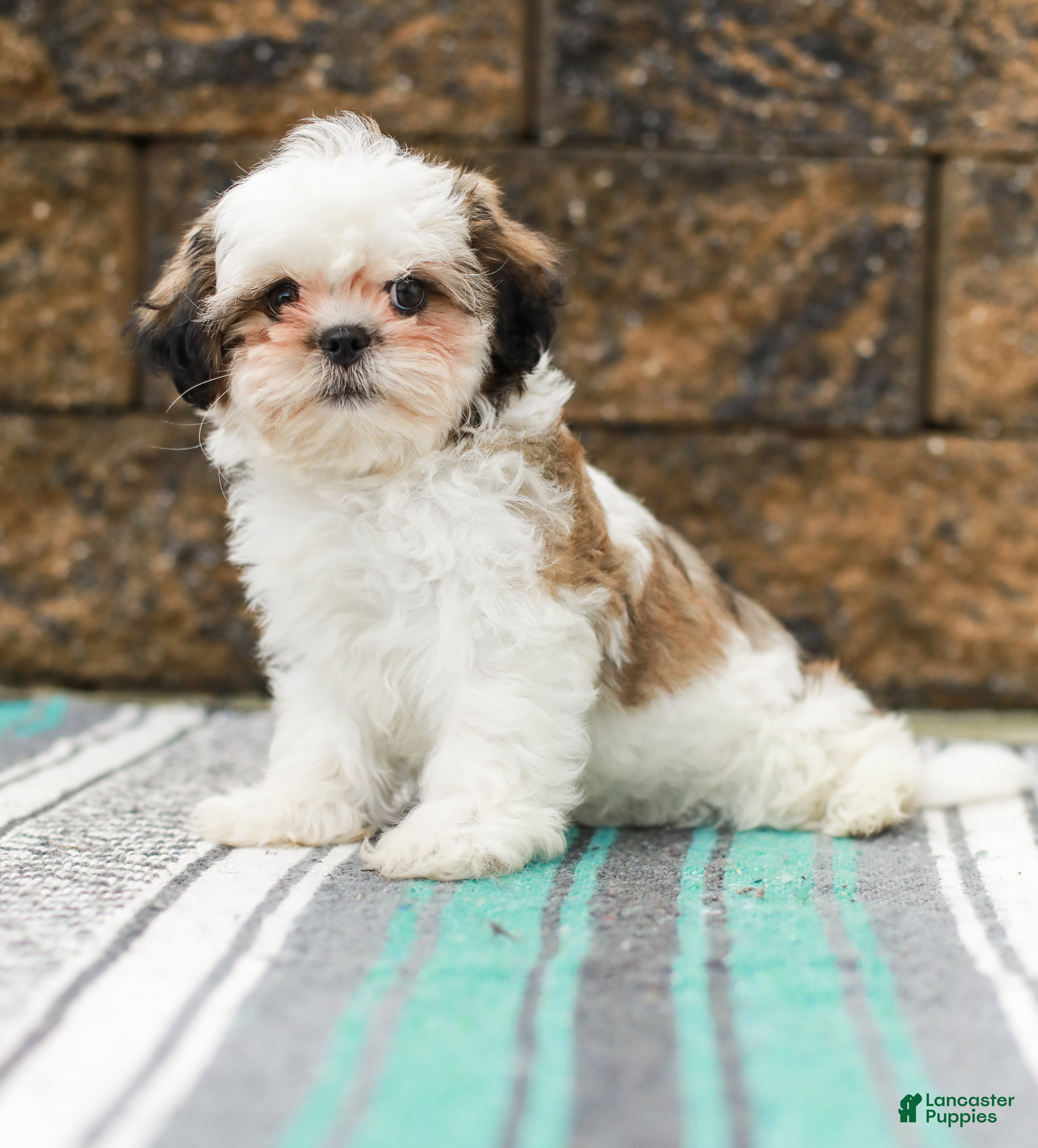 Shih Tzu dogs Buttons (Raised in Home, Crate Trained & Potty Training!) - Ad 2
