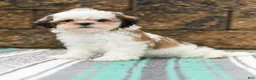 Shih Tzu dogs for sale: Buttons (Raised in Home, Crate Trained & Potty Training!) - Ad 10
