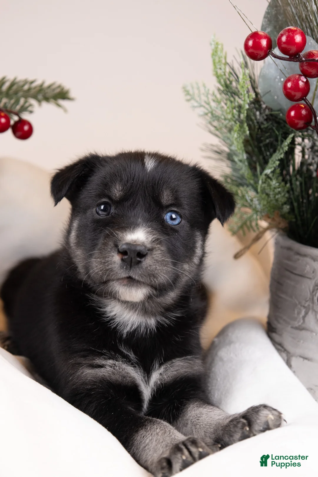 Goberian dogs for sale: Holly - Ad 15