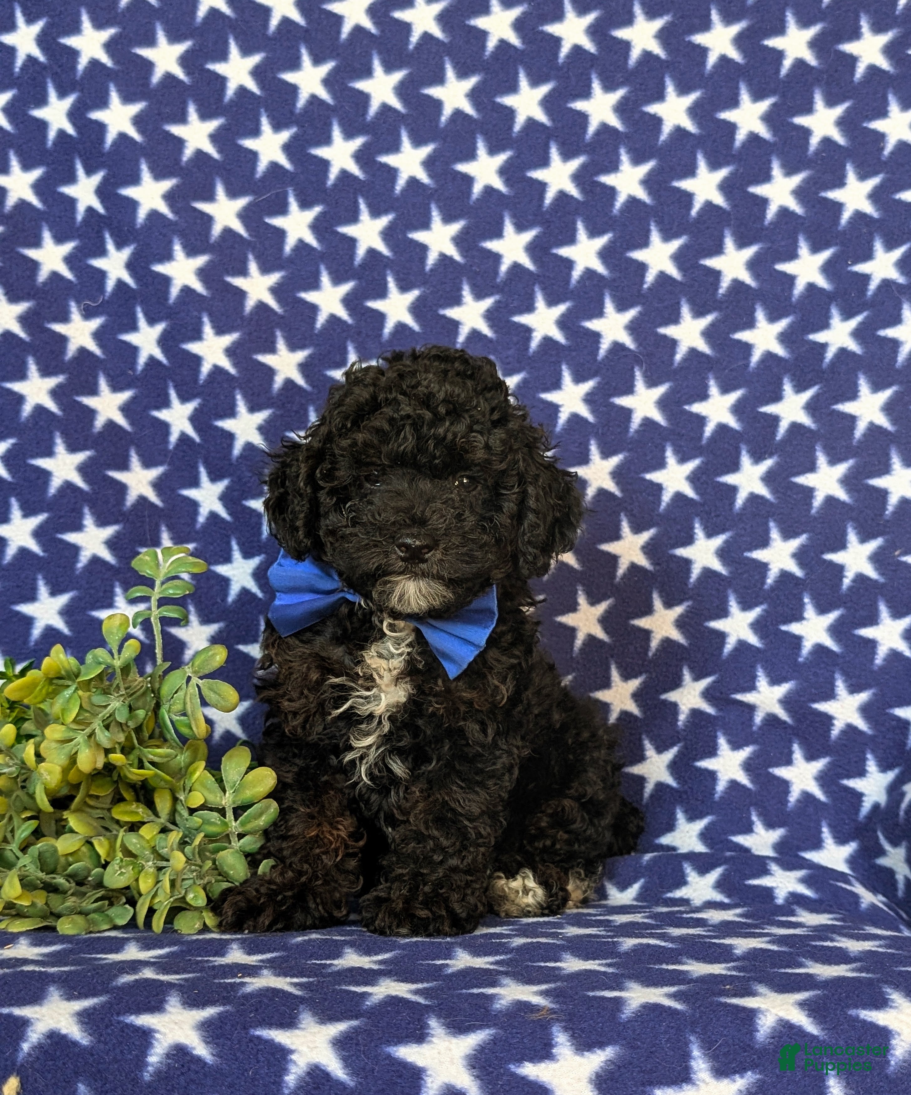 Toy Poodle dogs Corben 7 lbs Full Grown - Ad 1