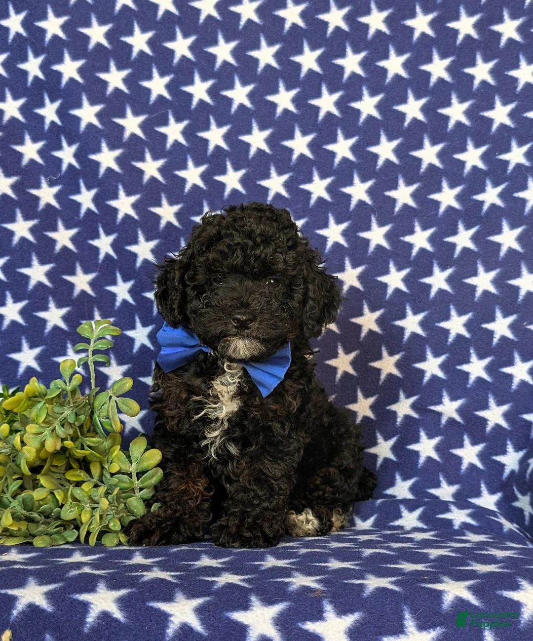 Toy Poodle dogs for sale: Corben 7 lbs Full Grown - Ad 1