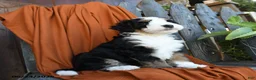 Bernedoodle dogs for sale: Queso - Ad 4