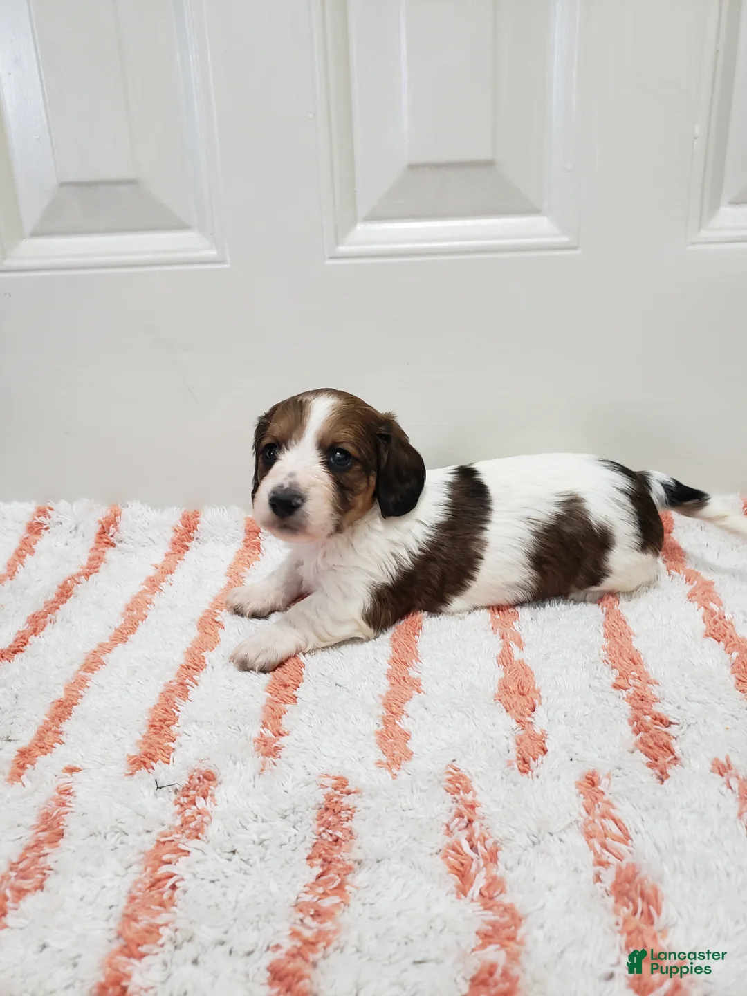 Miniature Dachshund dogs for sale: Rylan - Ad 8