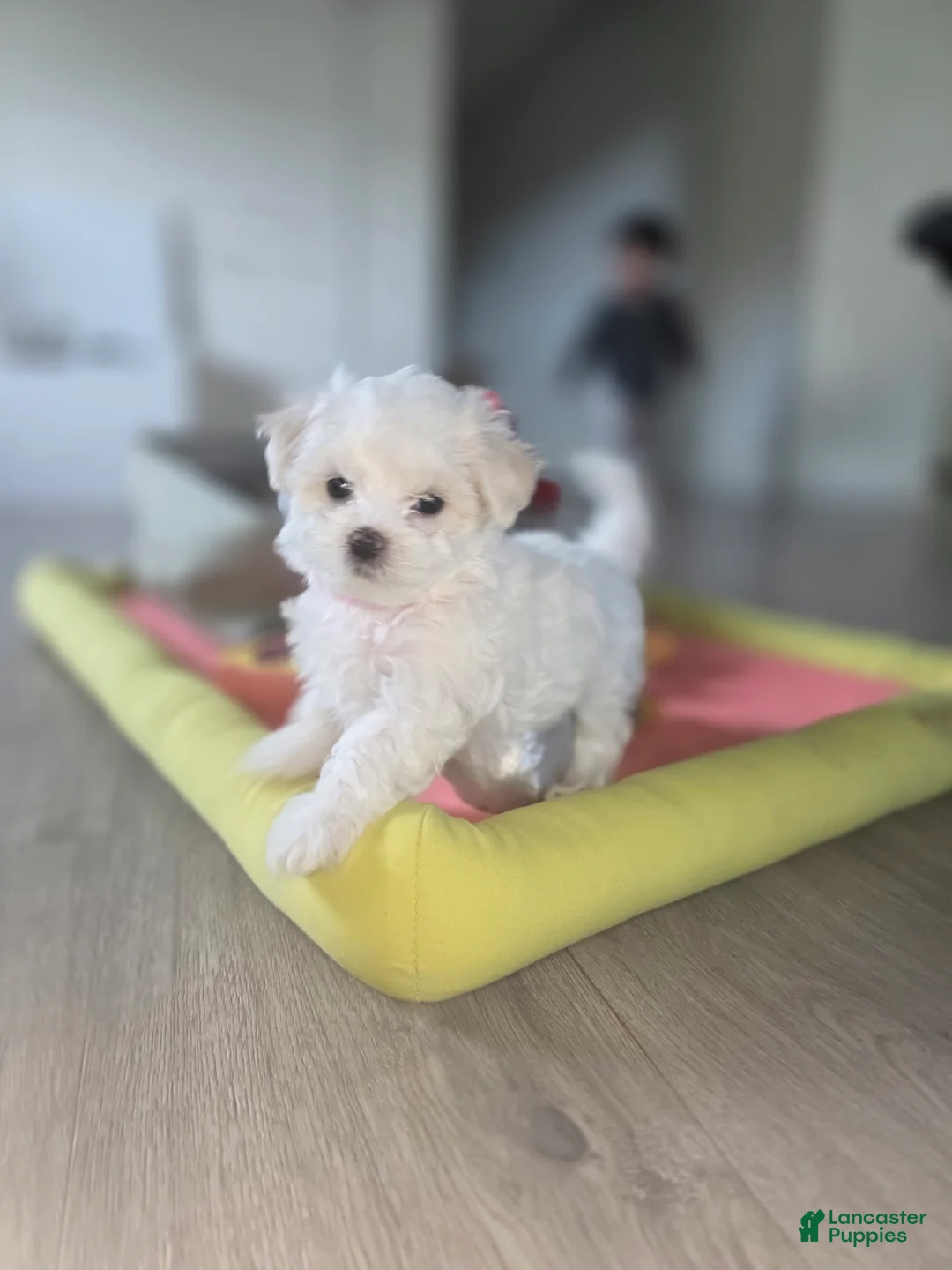Maltese dogs for sale: 🐶 Female Maltese Puppy – Sweet, Playful & Petite - Ad 12