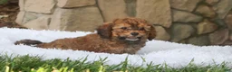 Cavapoo dogs for sale: Rudy - Ad 14