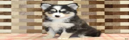 Pomsky dogs for sale: Bandit - Ad 4
