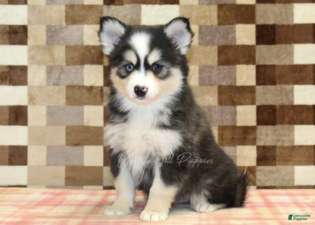 Pomsky dogs for sale: Bandit - Ad 4