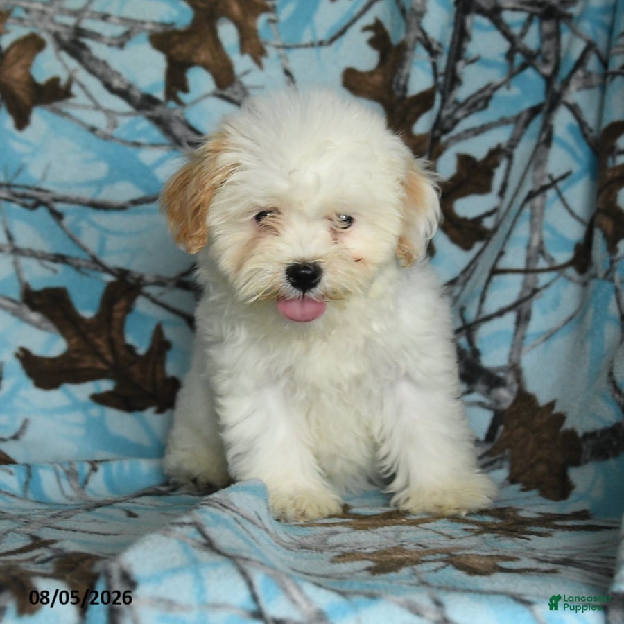 Mixed Breed dogs Una  - Ad 1