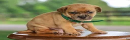 Jug dogs for sale: Zacchaeus Jug Puppy - Ad 5