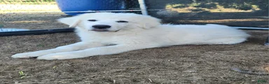 Great Pyrenees Puppy 3