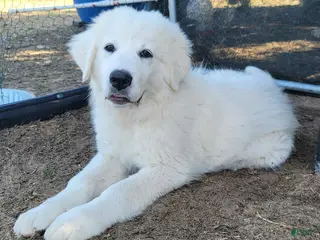 Great Pyrenees dogs Great Pyrenees Puppy 3 - Ad 7