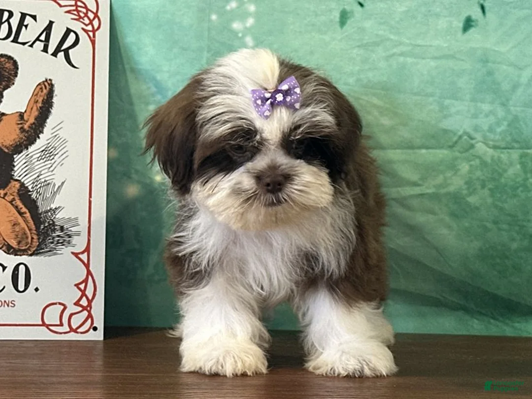 Teddy Bear dogs for sale: River - Ad 3