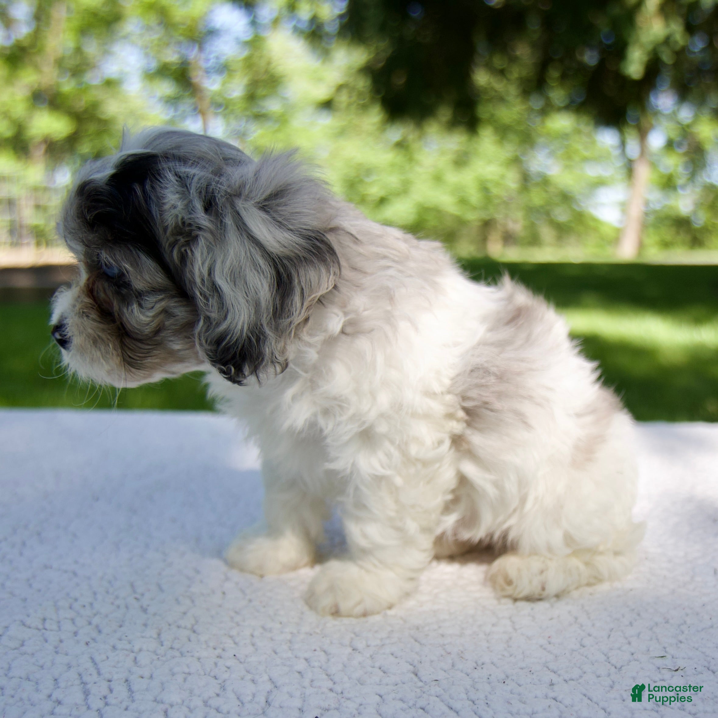Cavapoo dogs for sale: Ethan - Ad 6