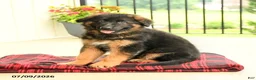 German Shepherd dogs for sale: Roselle - Ad 3
