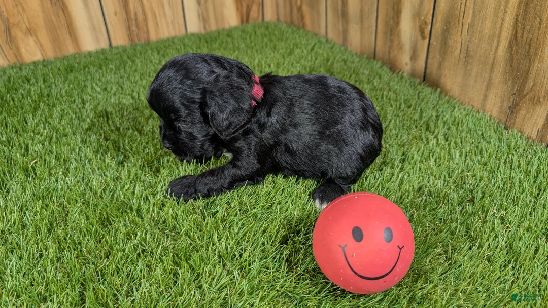 Cavapoo dogs for sale: Francis Girl 2 - Ad 3