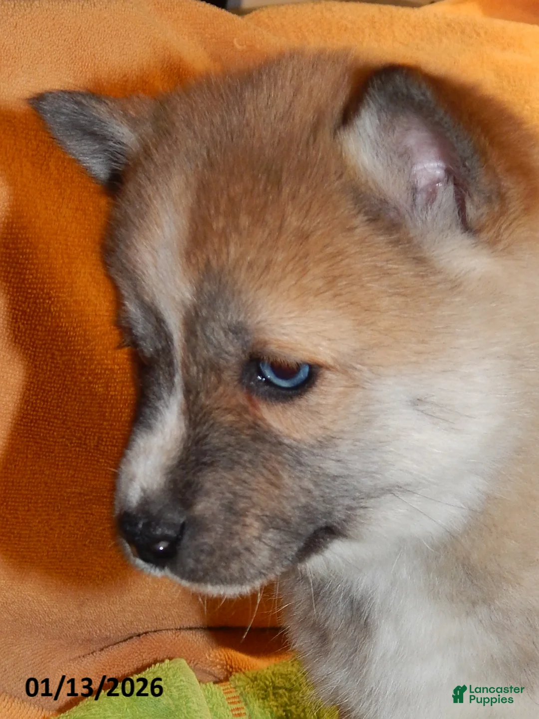 Pomsky dogs for sale: Ava  - Ad 4