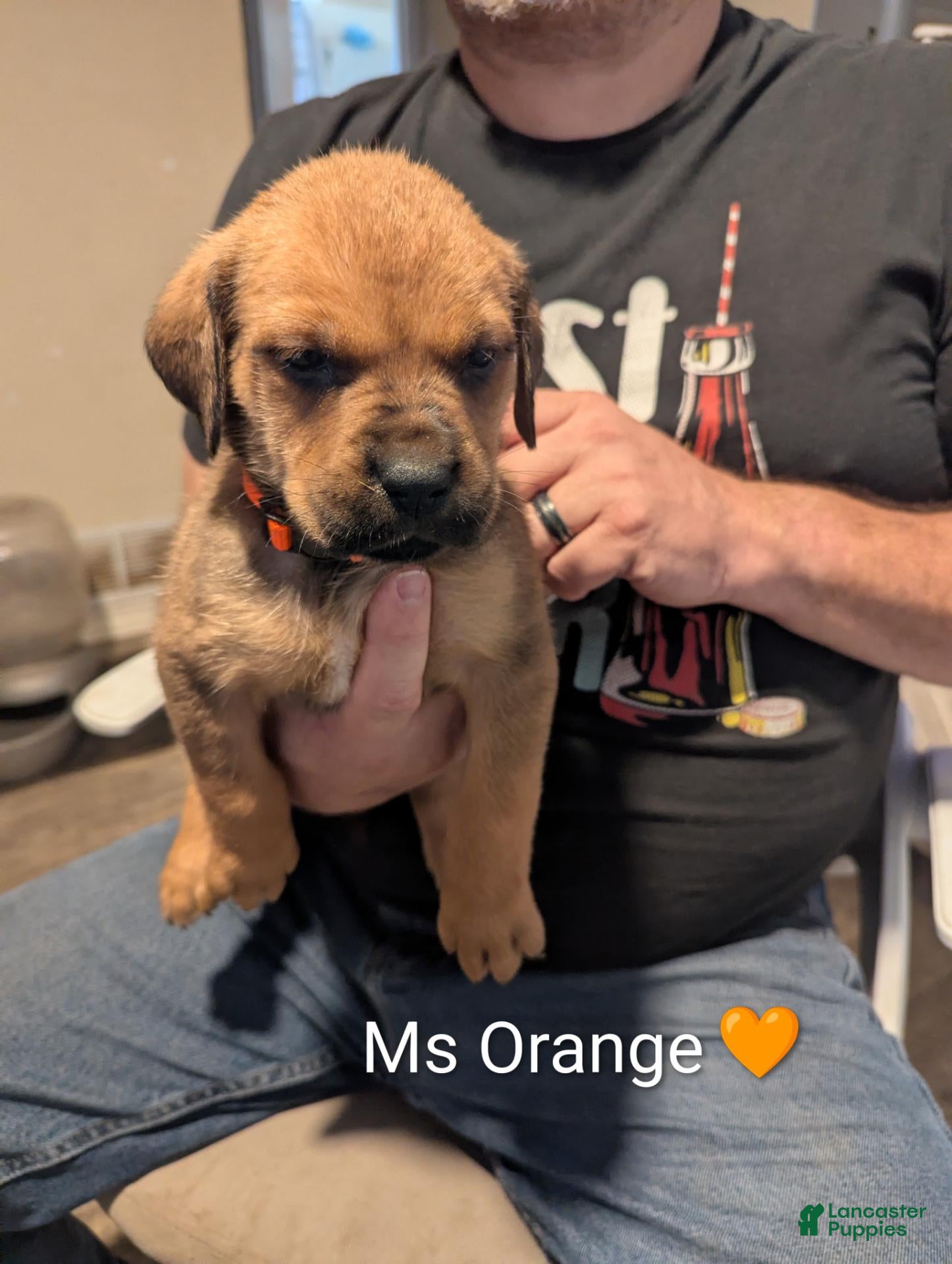 Mixed Breed dogs Ms. Orange - Ad 1