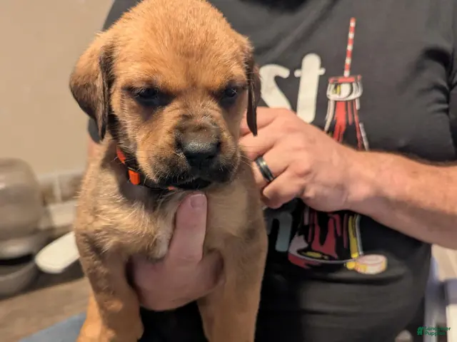 Mixed Breed dogs Ms. Orange - Ad 1