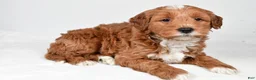 Mini Goldendoodle dogs for sale: Asher - Ad 3