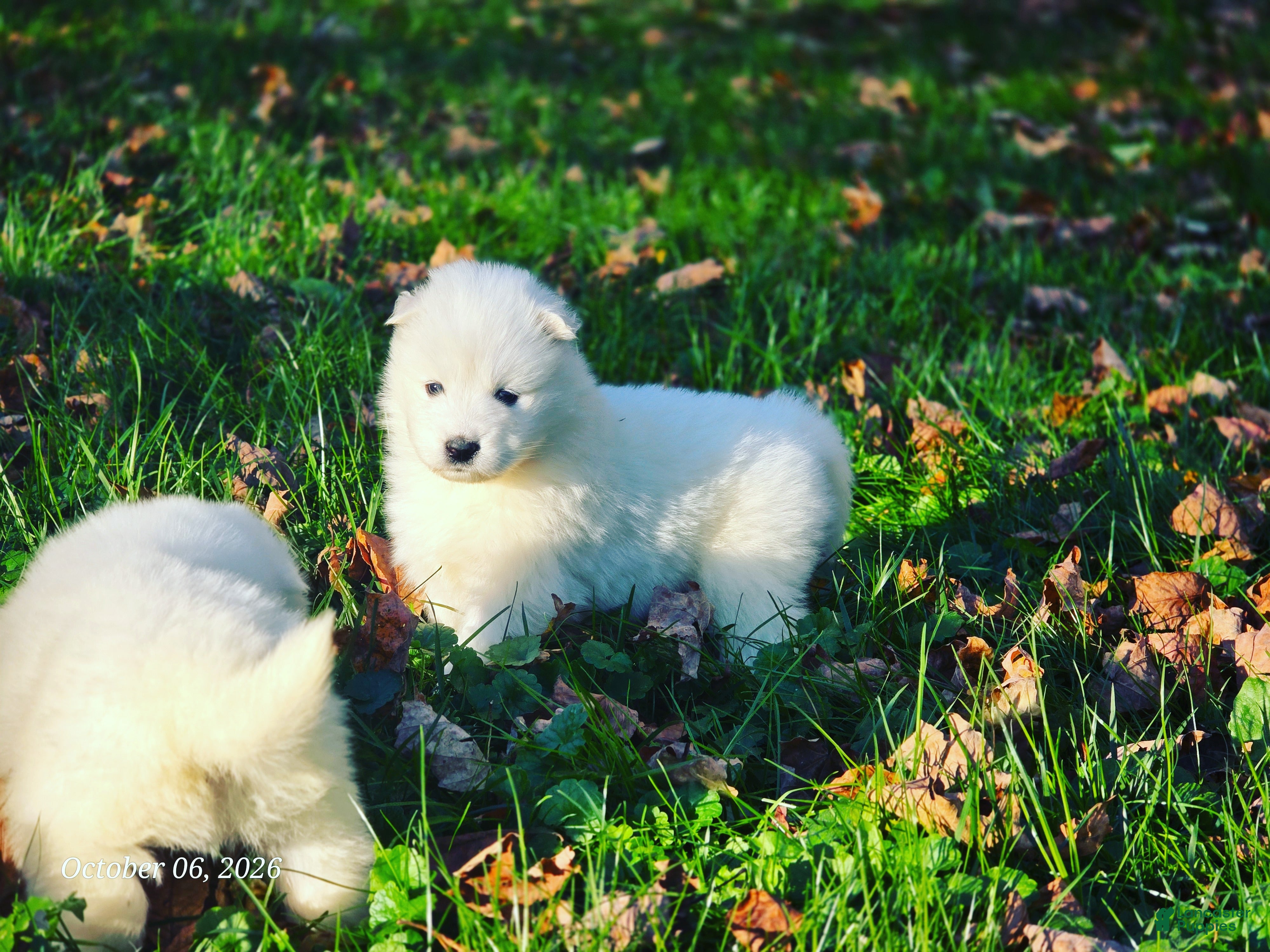Samoyed dogs for sale: Hannah - Ad 2