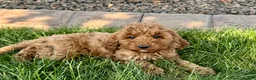 Cockapoo dogs for sale: Glenna - Ad 7
