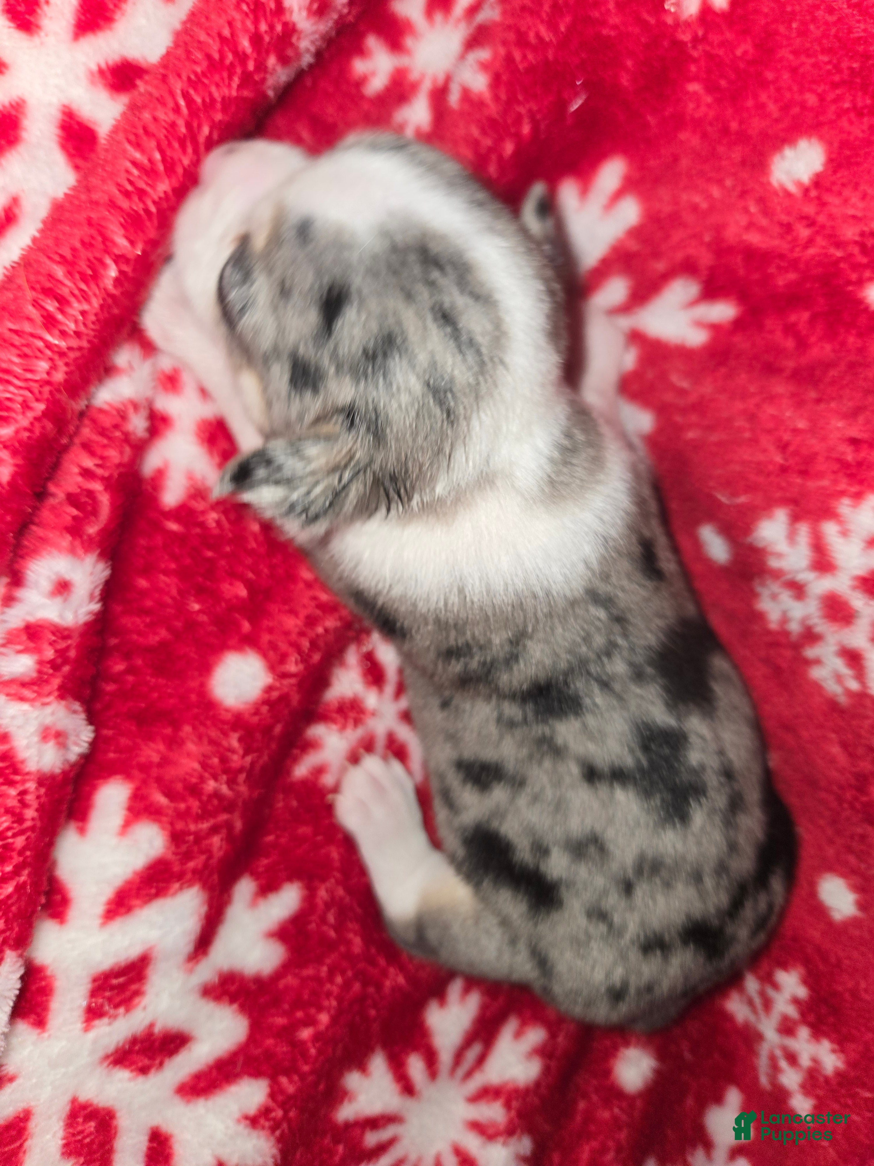 Chihuahua dogs Merle Girl - Ad 2