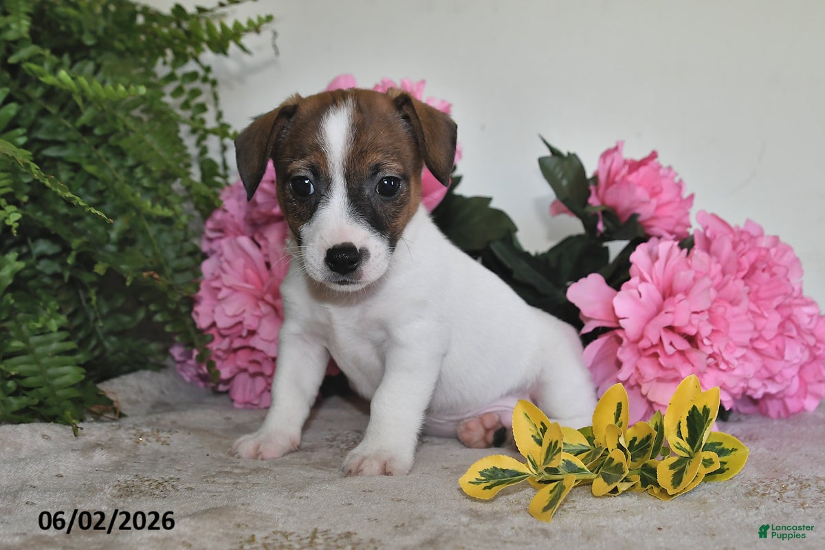 Jack Russell Terrier dogs for sale: Bobby - Ad 4