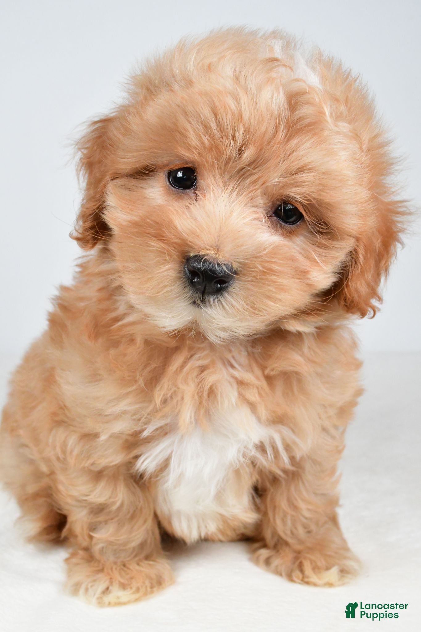 Maltipoo dogs Cash - Ad 2