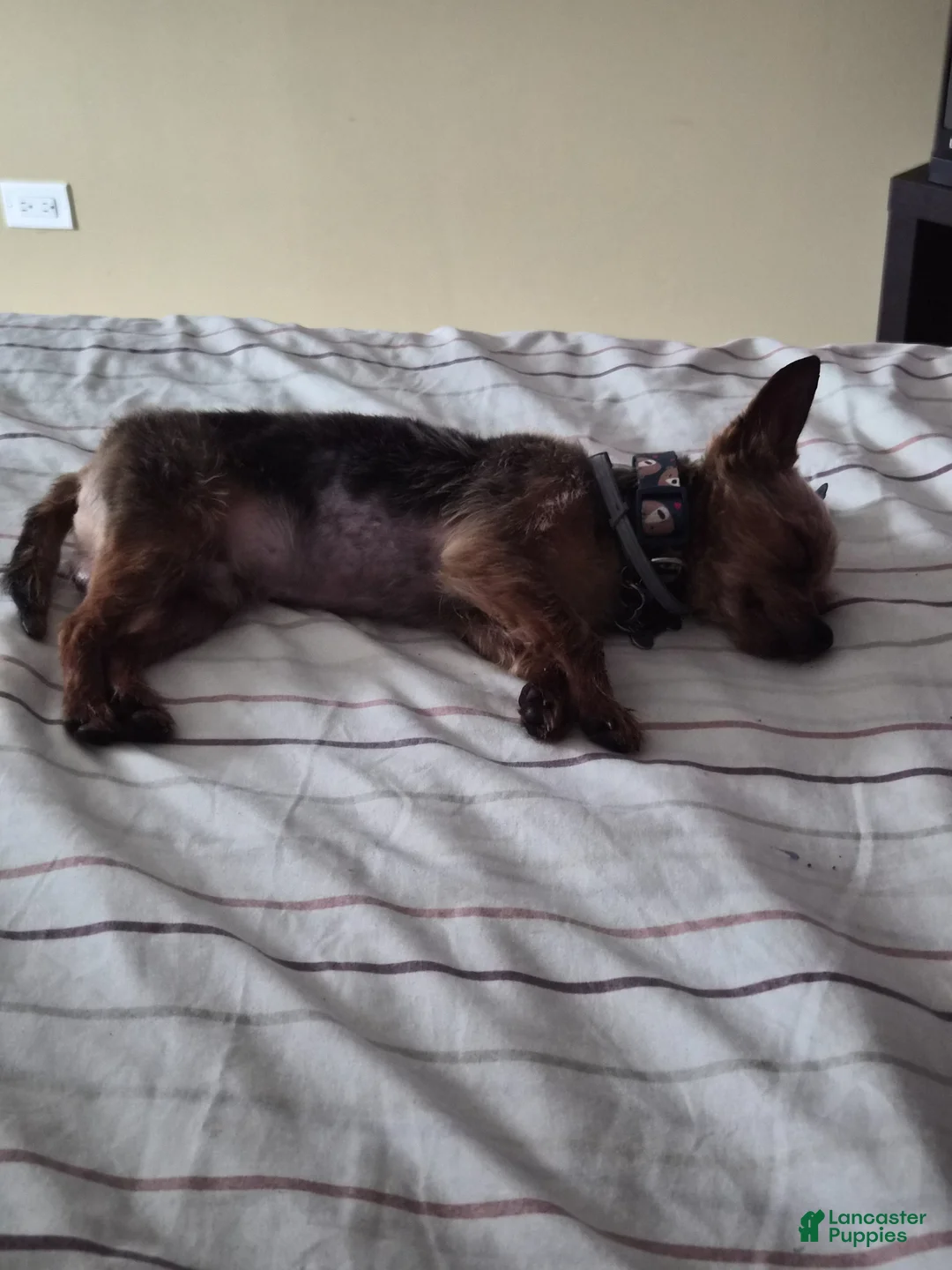 Mixed Breed dogs for sale: Mixed Breed Puppy 1 - Ad 3