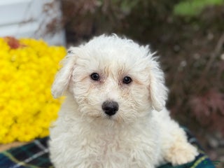 Bichon Frise dogs - Ad 9