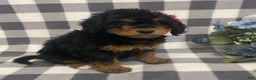 Mini Bernedoodle dogs for sale: Jazzy - Ad 4