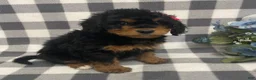 Mini Bernedoodle dogs for sale: Jazzy - Ad 7