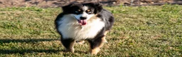 Miniature Australian Shepherd dogs for sale: Alex - Ad 2