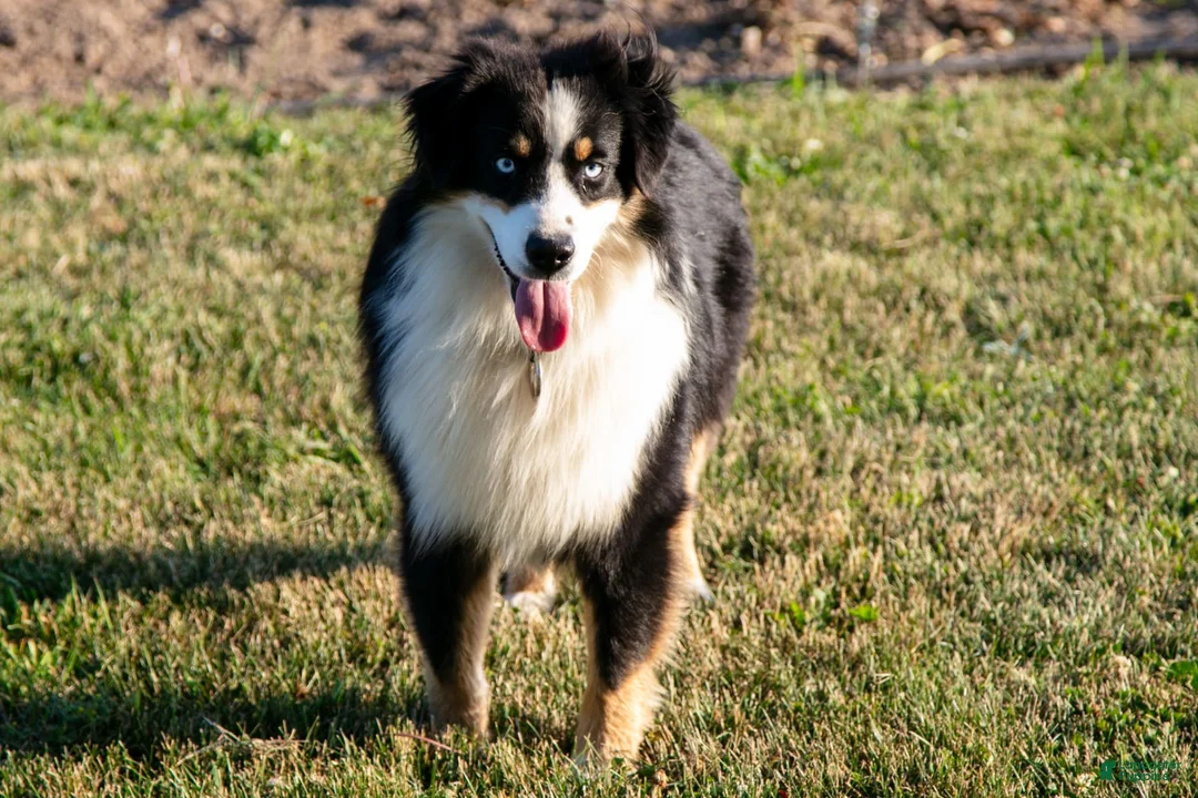 Miniature Australian Shepherd dogs for sale: Alex - Ad 2
