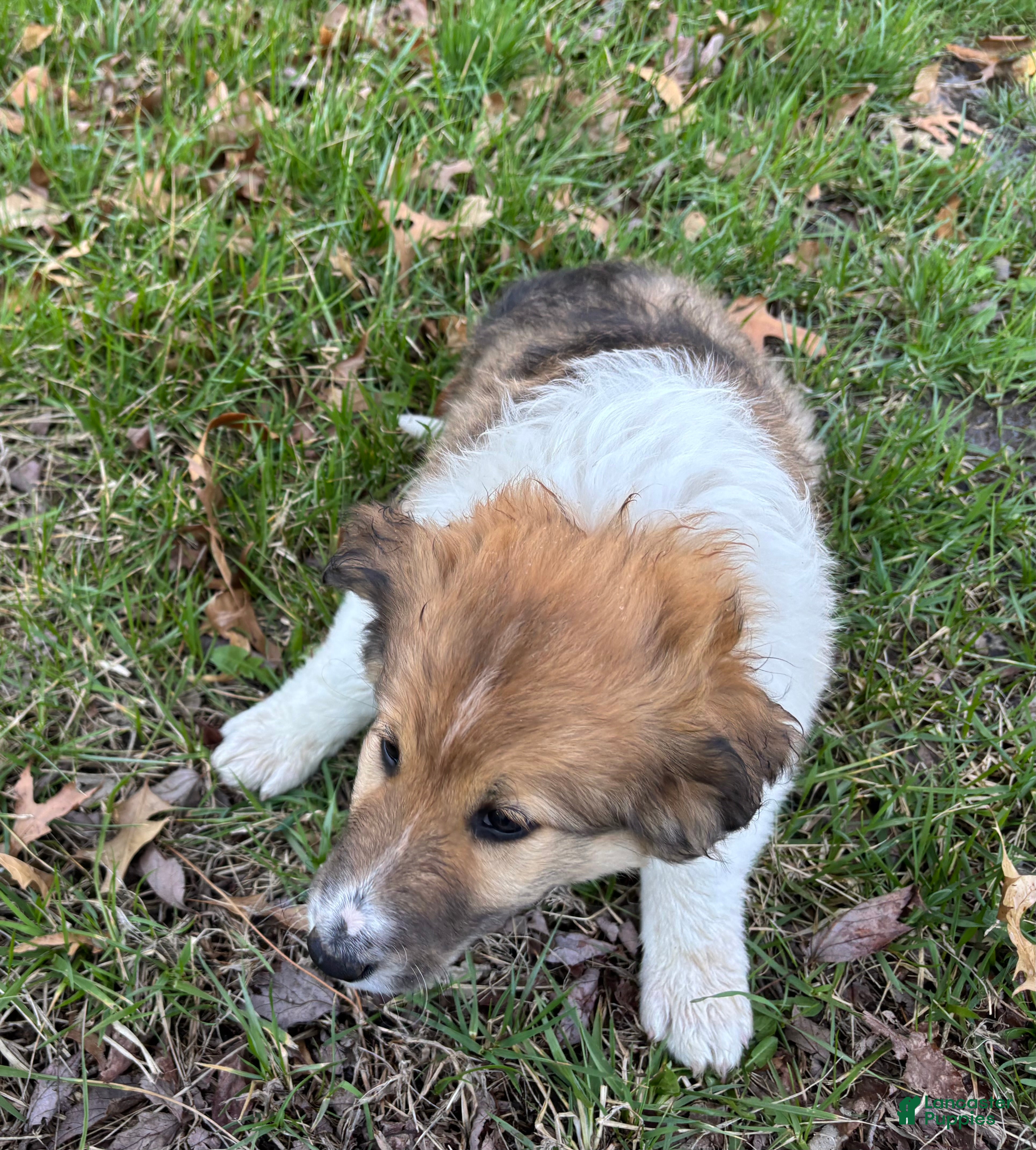 Scotch Collie dogs Scotch Collie Puppy 3 - Ad 3