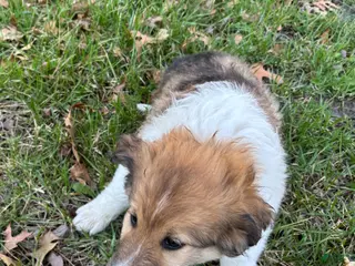 Scotch Collie dogs Scotch Collie Puppy 3 - Ad 4