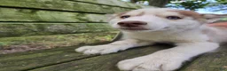 Siberian Husky dogs for sale: Riley - Ad 7