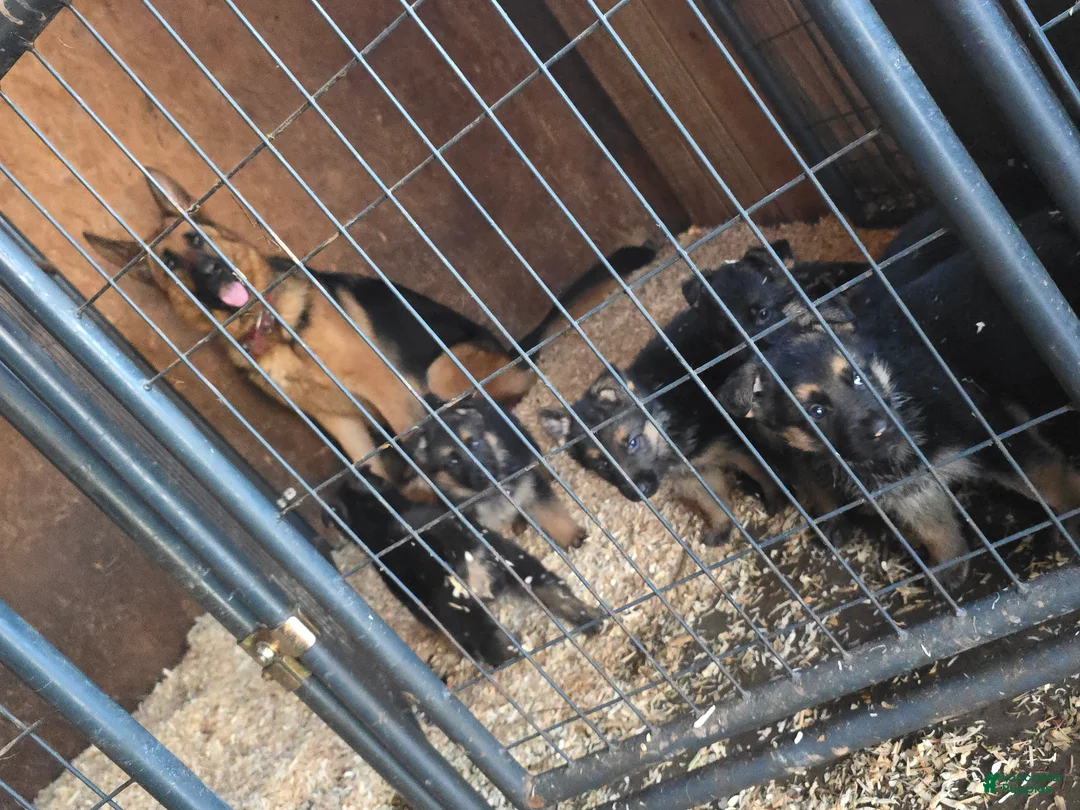 German Shepherd dogs for sale: German Shepherd Puppy 1 - Ad 2