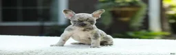 French Bulldog dogs for sale: Joy - Ad 13