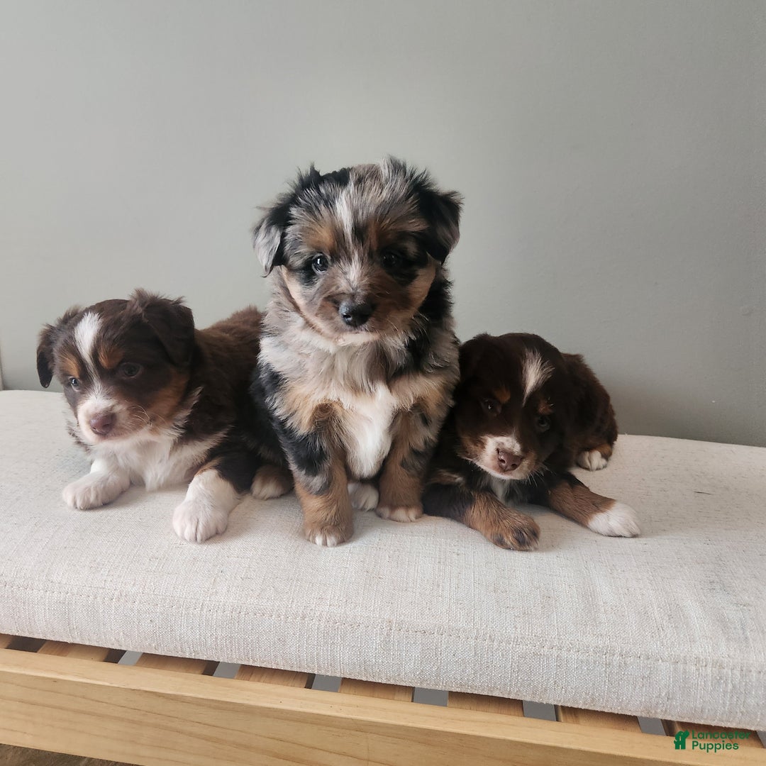 Mixed Breed dogs for sale: Comet - Ad 4