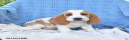 Basset Hound dogs for sale: Clarence - Ad 2