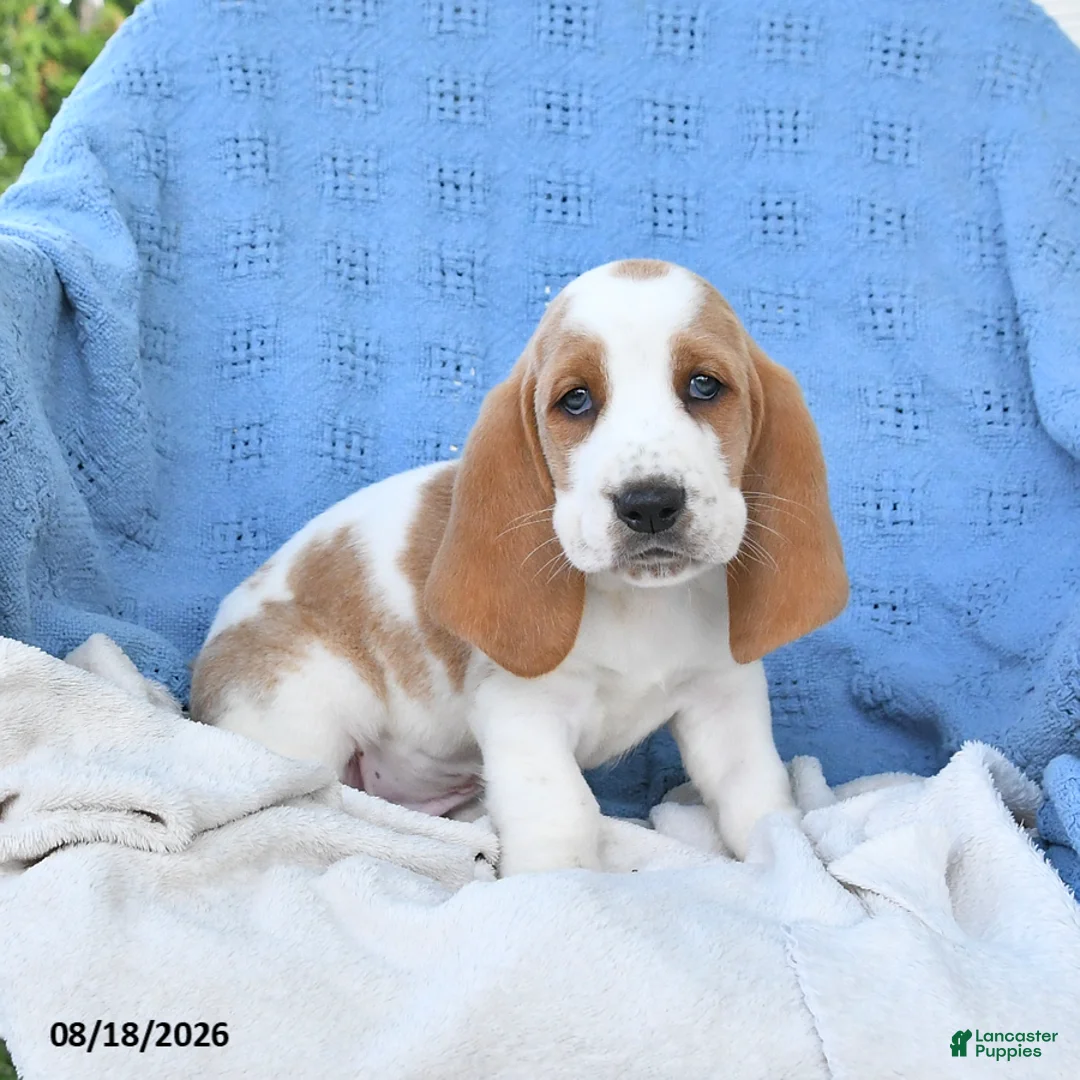 Basset Hound dogs for sale: Clarence - Ad 2