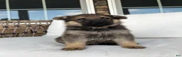German Shepherd dogs for sale: Wiley - Ad 2